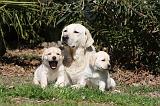 LABRADOR 1049